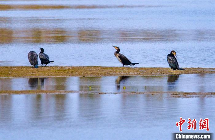 图为10月底,敦煌鸣沙山下党河湿地鸬鹚栖息、觅食。 王斌银 摄 图为10月底,敦煌鸣沙山下党河湿地鸬鹚栖息、觅食。 王斌银 摄