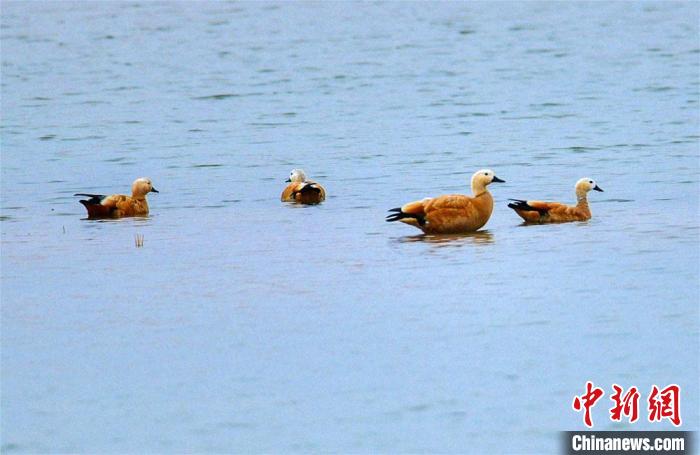 图为10月底,甘肃敦煌党河湿地成群野生黄鸭悠闲地游弋、觅食。 王斌银 摄 图为10月底,甘肃敦煌党河湿地成群野生黄鸭悠闲地游弋、觅食。 王斌银 摄
