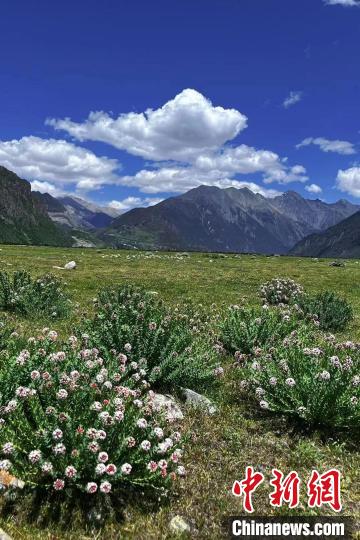 图为兰州大学生态学院青年研究员肖瑶的野外实验地。(资料图) 兰州大学供图 图为兰州大学生态学院青年研究员肖瑶的野外实验地。(资料图) 兰州大学供图