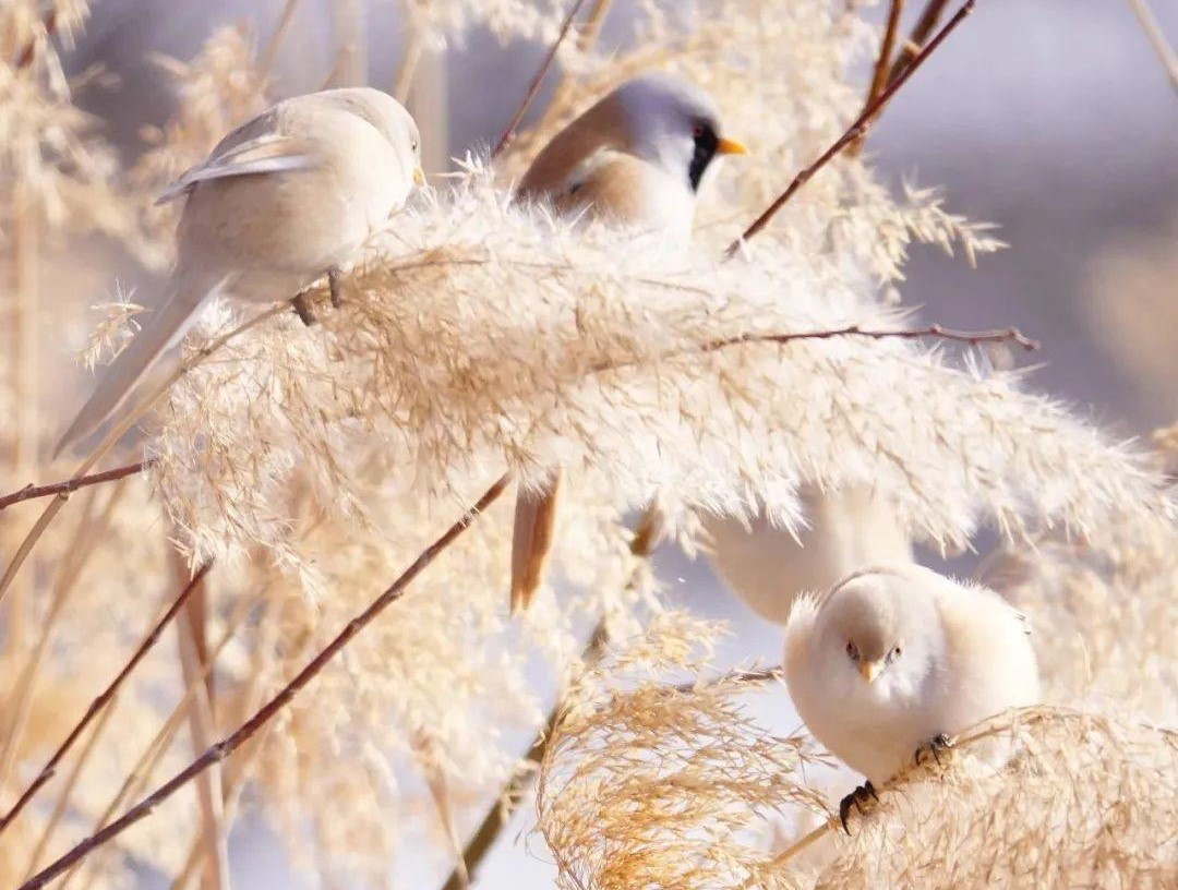 芦苇上跳动的精灵——兰州三河口发现大批文须雀