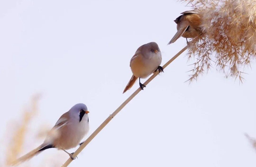 芦苇上跳动的精灵——兰州三河口发现大批文须雀【2】
