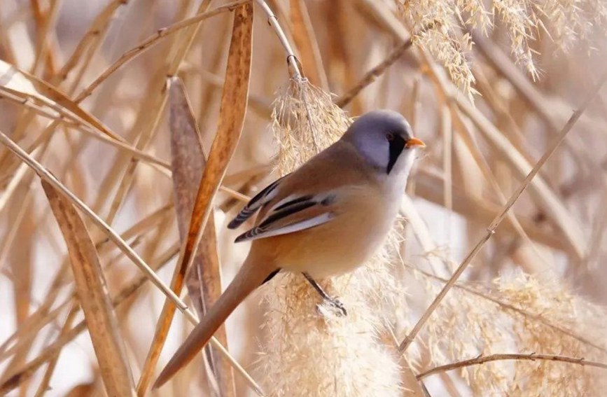 芦苇上跳动的精灵——兰州三河口发现大批文须雀【3】