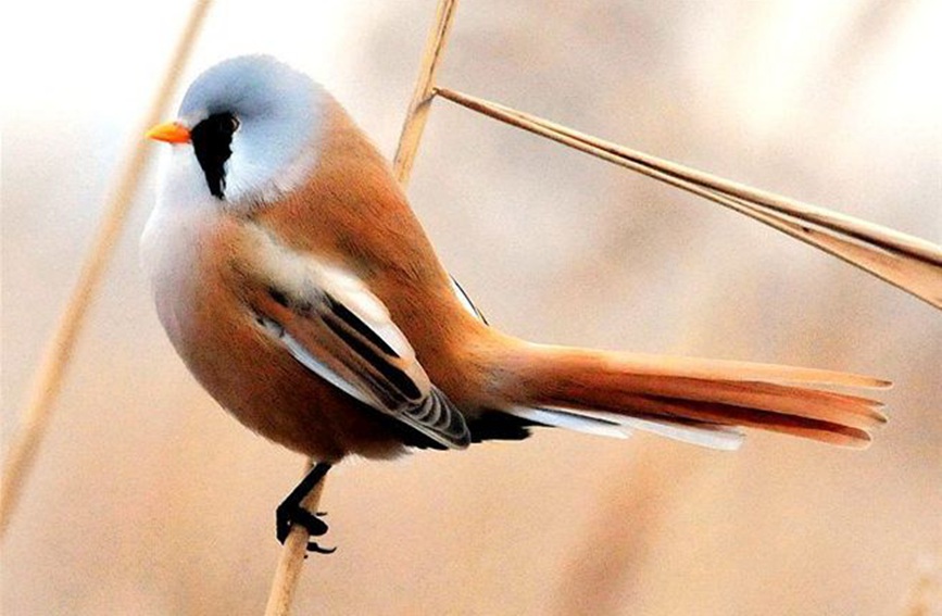 芦苇上跳动的精灵——兰州三河口发现大批文须雀【4】