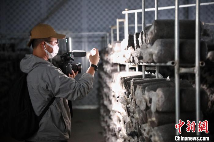 7月17日,甘肃省古浪县,参加“丝路风采 如意甘肃”联合采访活动的两岸及香港记者在当地养菌出菇的冷库内采访拍摄。 中新社记者 李雪峰 摄 7月17日,甘肃省古浪县,参加“丝路风采 如意甘肃”联合采访活动的两岸及香港记者在当地养菌出菇的冷库内采访拍摄。 中新社记者 李雪峰 摄