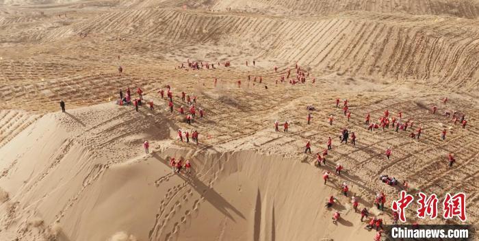 图为甘肃武威“万人压沙”现场。凉州区林草局供图